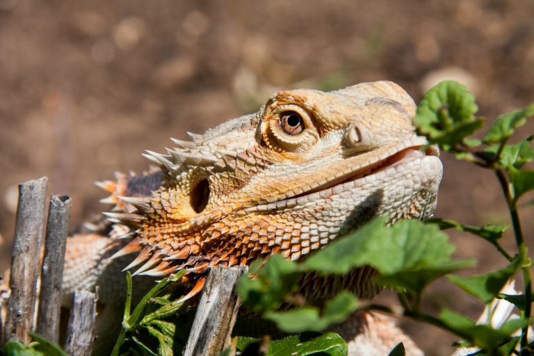 Bartagame frisst nach der Winterruhe nicht - BearDeD Dragon 314883 1280 2 768x512