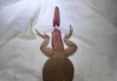 Darum keine Gruppenhaltung