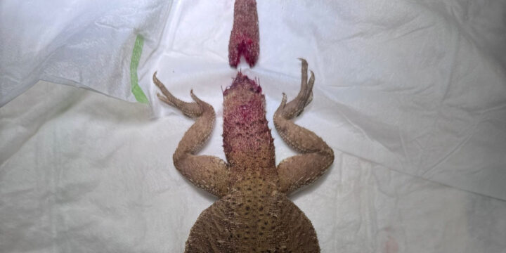 Darum keine Gruppenhaltung